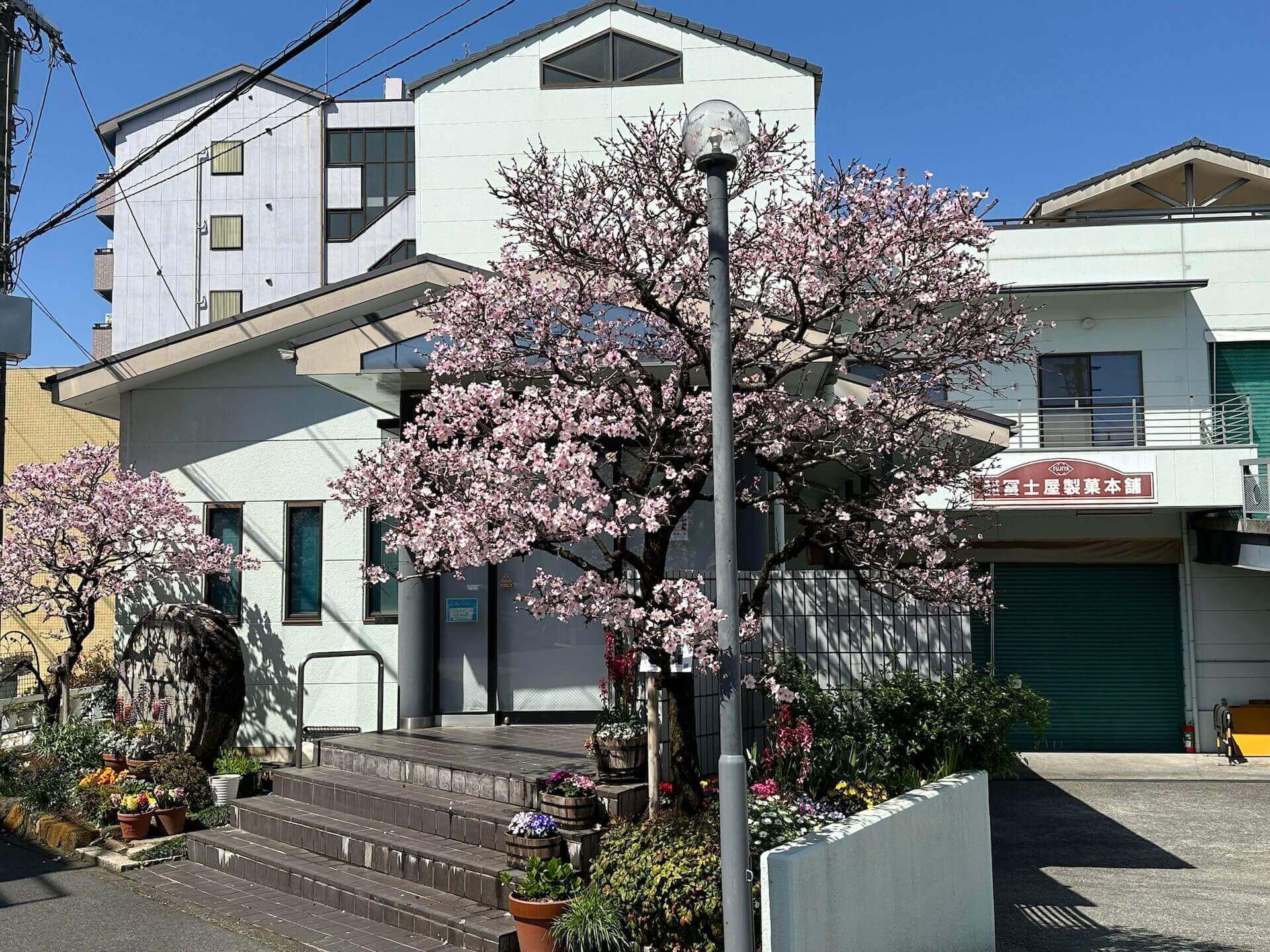 冨士屋製菓本舗 楽豆屋事務所前のアーモンドの木